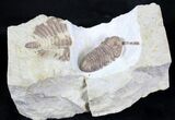 Kainops Trilobite With Huntonia Tail #23111-1